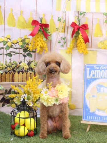 20240410ラムちゃん